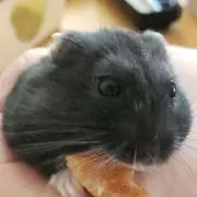 コグマの画像