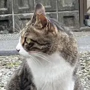 おやすみブレンド