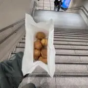 わんの画像