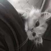 nag