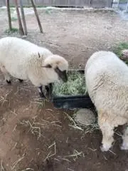 サライシロの画像