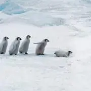 りんごの画像