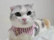 ゆりかもめの画像