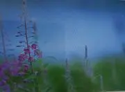 ミントの画像