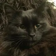 くろnekoの画像