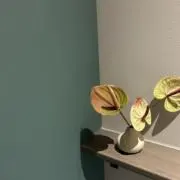 pom＊の画像