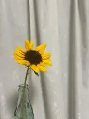 ぴっぴの画像