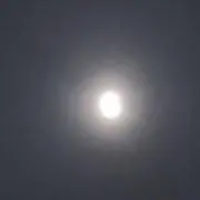 じゅごん