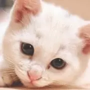 アニメ好きの画像