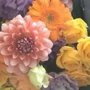 こまちゃんの画像
