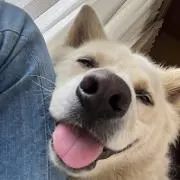 ぴろすけの画像