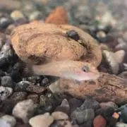 よっしーの画像