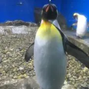 ギルの画像