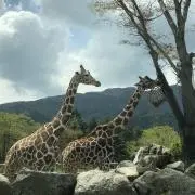 poke*ˊᵕˋ*値下げ交渉OKの画像