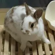 かなだわし