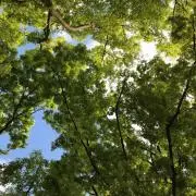 aaaa