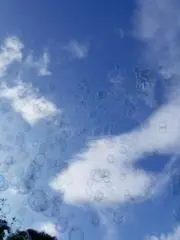 ぽんの画像