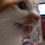 みかんの画像