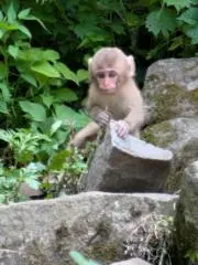 チャスミの画像