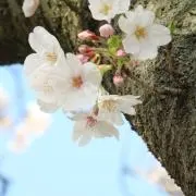 rikuの画像