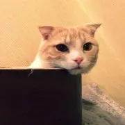 nekoの画像