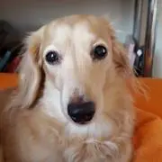 すいの画像