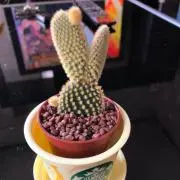 Hanaの画像