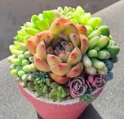 さちの画像