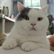 アメの画像