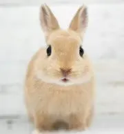 ryo-koの画像
