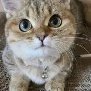 たこさん