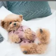 パンマン⭐︎の画像