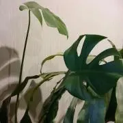 ｍｉ〜♡