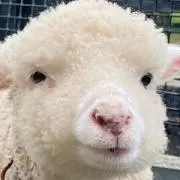 みどの画像