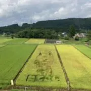 カツオの画像