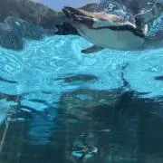 ちびママ