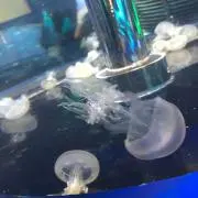 チコ