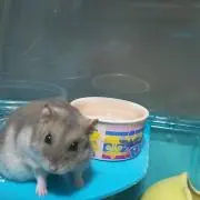 タロキラの画像