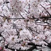sumomoの画像