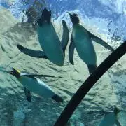 ゆあこ