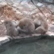 ゆうまちち