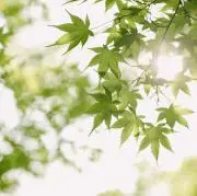 きなこの画像