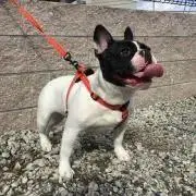 KURORINの画像