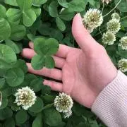 ピンクフラミンゴ