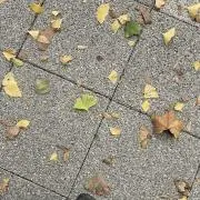 とまとの画像