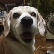 ともの画像