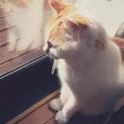ななの画像