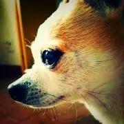 のんのんの画像