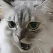 ミーちゃん