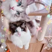 バンセイの画像